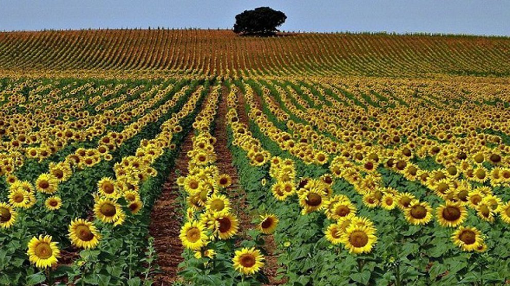 Top 42+ imagen cultivo de girasol en uruguay